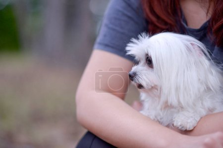 Photo for Maltese puppy - Maltese dog breed,Teacup Maltese - Royalty Free Image