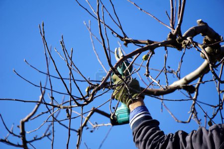 Winter pruning of apple tree with electric secateurs , agriculture concept.