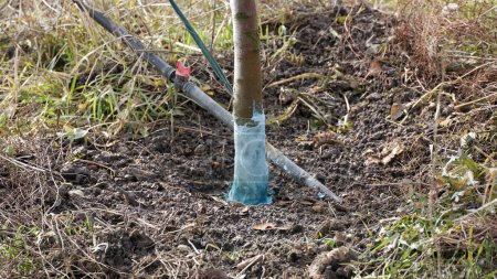 Foto de Pear trees in january treated with Bordeaux mixture to combat mildew. - Imagen libre de derechos