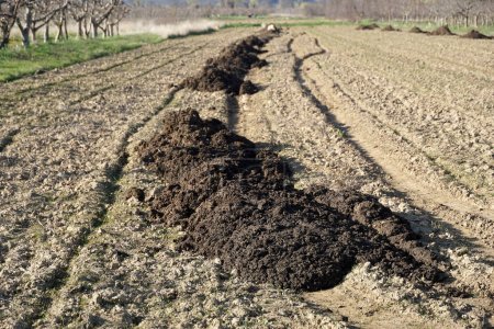 piles of cow manure on the field to fertilize the field territory, natural fertilizer manure to obtain a better harvest.