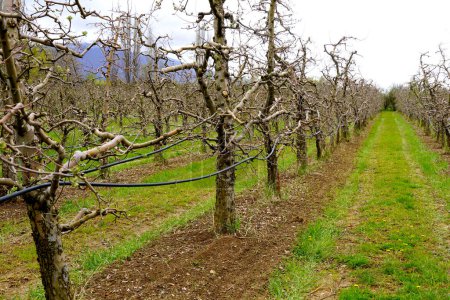 Photo for Fresh plowed apple orchard in spring, image of a. - Royalty Free Image