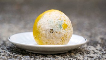 Foto de Molde azul sobre limón amarillo. Fruta podrida estropeada con moho en un plato pequeño, moho azul-verde en cítricos. - Imagen libre de derechos