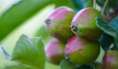 Foto de Las manzanas jóvenes frutales crecen en el árbol en el jardín. Brotes de manzana jóvenes primordium. Manzana joven en fase de fruitlet. - Imagen libre de derechos