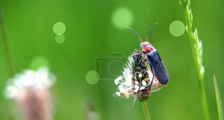Téléchargez les photos : Insecte nommé coléoptère soldat, Cantharis fusca, sur le dessus de l'herbe sauvage. - en image libre de droit