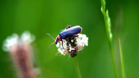 Téléchargez les photos : Insecte nommé coléoptère soldat, Cantharis fusca, sur le dessus de l'herbe sauvage. - en image libre de droit