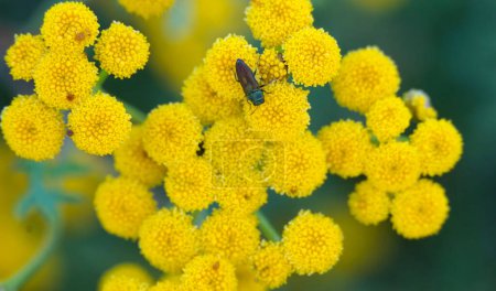 insect on a top of Helichrysum flowers close up.