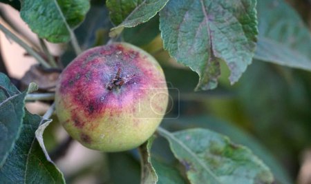 Photo for Ilness on the apples in an orchard - Royalty Free Image