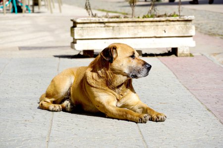 Photo for Stray dogs on street makes . - Royalty Free Image