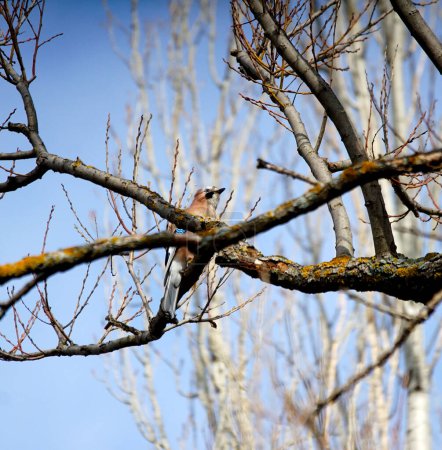 Schwarm von kleinen Vogel Sperling sitzt auf Ast auf Winter Natur Hintergrund.