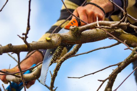 Winter pruning of apple tree agriculture concept . pruners with electric secateurs