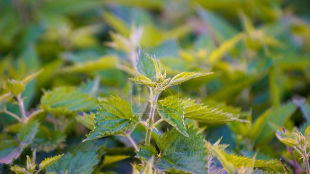 Fresh leaves of Nettle plant, close up i nature.