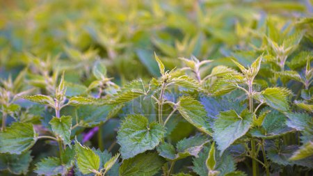 Fresh leaves of Nettle plant, close up i nature.