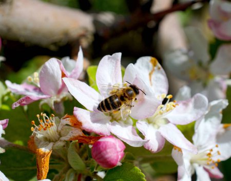 Volant abeille miel collecte pollen d'abeille de fleur de fleur. Abeille recueillant du miel