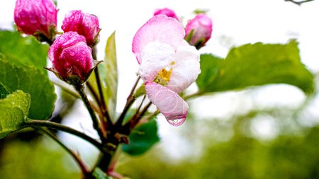 Photo for Spring Rain - Raindrops on pink and white blossoms of a flowering apple tree. - Royalty Free Image