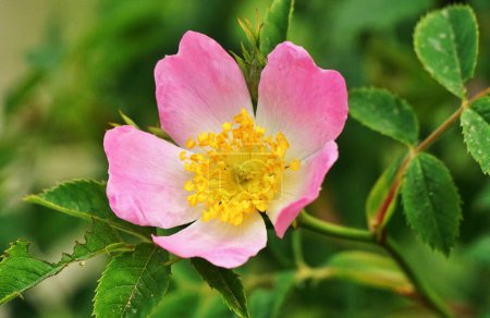 Photo for Dog rose, Rosa canina, climbing wild rose blooming in a park, close up with selective focus - Royalty Free Image