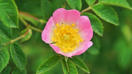Photo for Dog rose, Rosa canina, climbing wild rose blooming in a park, close up with selective focus - Royalty Free Image