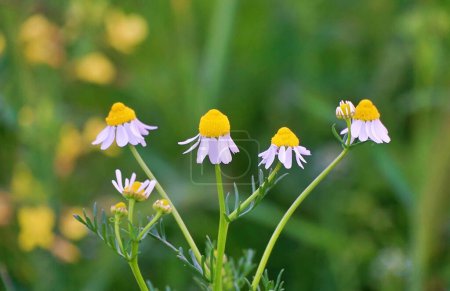 Flower of garden , chamomile The concept of naturalness. Wallpaper, poster with a natural background