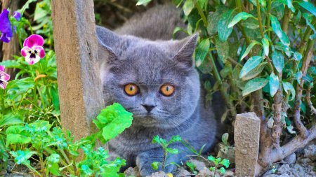 Beautiful blue British shorthair little kitten .