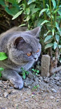 Beautiful blue British shorthair little kitten .
