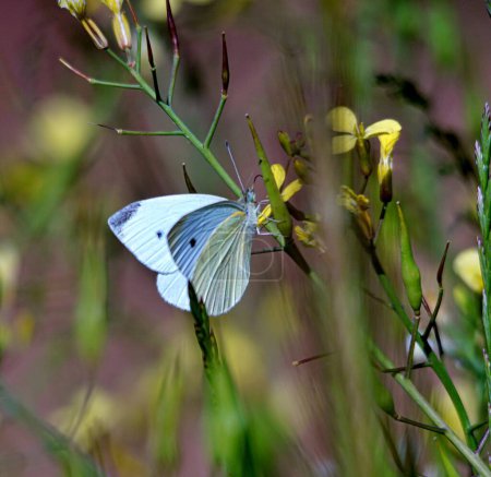 La mariposa pequeña sobre la planta. concepto de naturaleza y animales