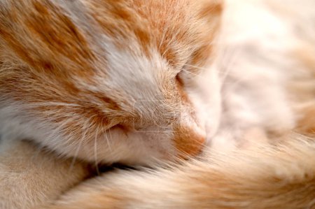 Orange Tabby Cat Sleeping, Close-up.