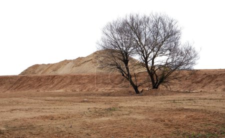 Téléchargez les photos : Arbre flétri et montagnes de sable. Isolé sur blanc - en image libre de droit