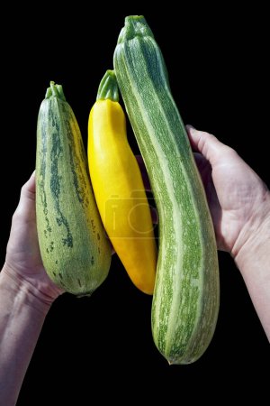 Photo for The armer hold in hands a ucchini marrow. Isolated on black - Royalty Free Image