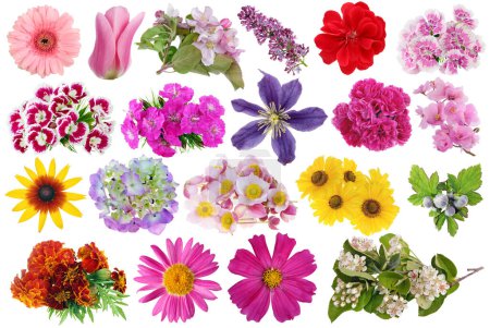 Téléchargez les photos : Différentes fleurs de printemps et d'été ensemble macro. Isolé sur blanc - en image libre de droit