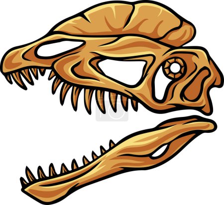 Ilustración de Dilophosaurus dinosaur skull fossil illustration - Imagen libre de derechos