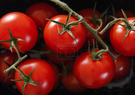 Foto de Tomates rojos orgánicos crudos frescos en bandeja de plástico negro. Macro - Imagen libre de derechos