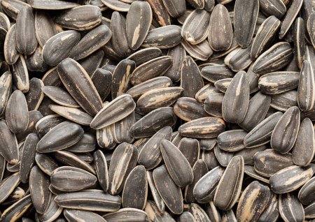 Raw dried salted sunflower seeds top view macro background.