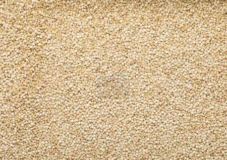 Téléchargez les photos : Blanc sain quinoa bolivien balanda grain graine fond texturé. - en image libre de droit