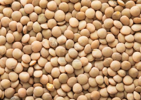 Photo for White raw healthy lentils grain seeds textured background. - Royalty Free Image