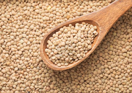 Photo for White raw healthy organic lentils grain seeds on wooden spoon in kitchen. - Royalty Free Image