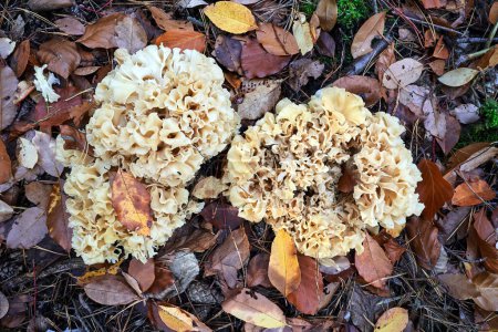 Photo for Closeup of a cauliflower fungus among fallen leaves in a forest during autumn in Poland - Royalty Free Image