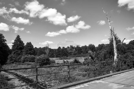 Téléchargez les photos : Le pont sur la rivière Obra et un arbre sec en Pologne, monochrome - en image libre de droit