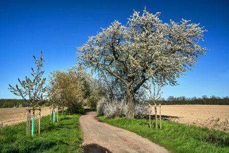 Foto de Camino de tierra y árboles frutales de floración blanca en primavera en Polonia - Imagen libre de derechos