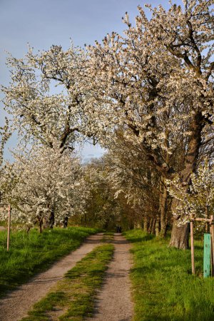Foto de Camino de tierra y árboles frutales de floración blanca en primavera, Polonia - Imagen libre de derechos
