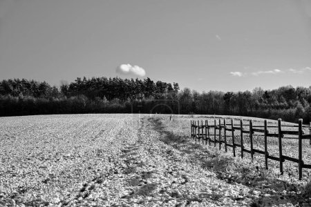 Paysage rural avec champ enneigé, clôture en bois et forêt en hiver, Pologne, monochrome