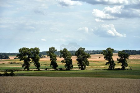 Paysage rural avec arbres, pâturages et champs à grains mûrs en été, Pologne