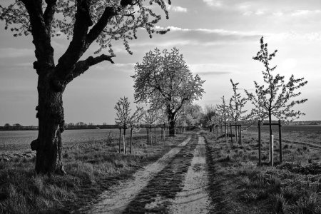 Dirt road and white flowering fruit trees in spring, Poland,  monochrome
