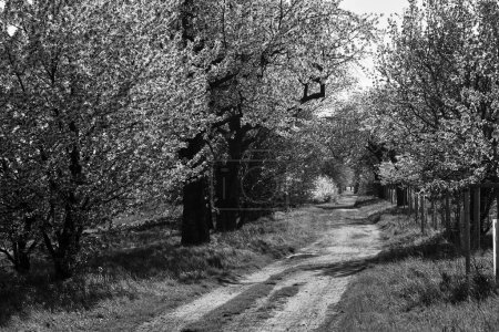 Camino de tierra y árboles frutales de floración blanca en primavera en Polonia, monocromo