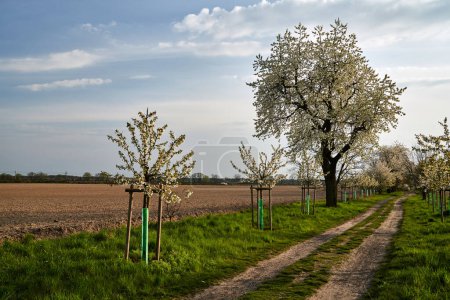 Camino de tierra y árboles frutales de floración blanca en primavera, Polonia