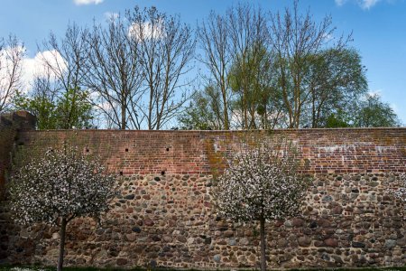 arbres fleurissant au printemps sur le fond d'un mur médiéval à Prenzlau, Allemagne