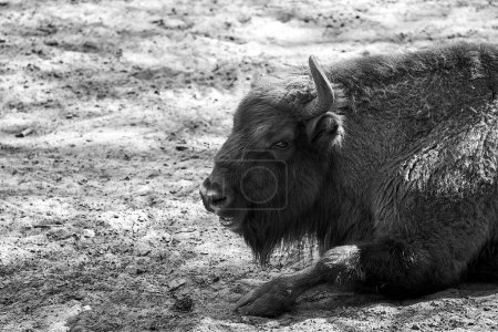 The head of a bison in a paddock in a park on Wolin Island, Poland,  monochrome