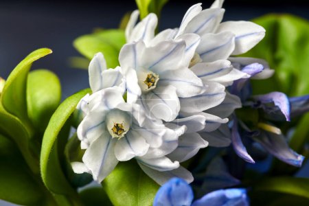 Nahaufnahme einer sibirischen Quillblume, die im Frühling blüht, Polen