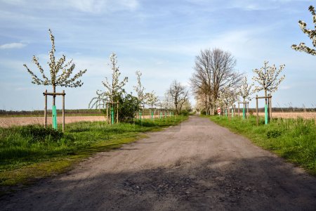 Camino de tierra y árboles frutales de floración blanca en primavera, Polonia
