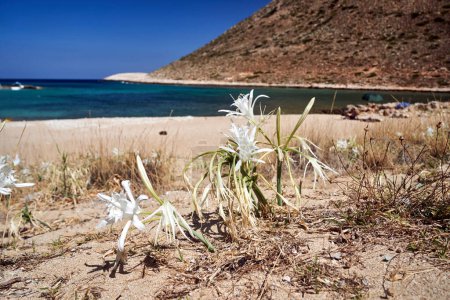 narciso marino - flor blanca en la costa del mar en la isla de Creta, Grecia        
