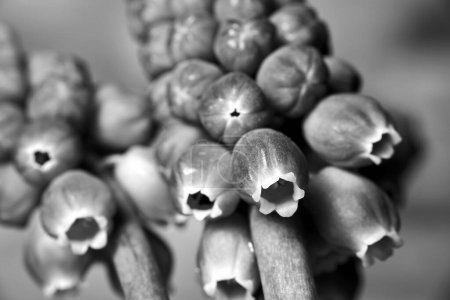 close-up of blooming grape hyacinth flowers in a meadow in spring, Poland,  monochrome