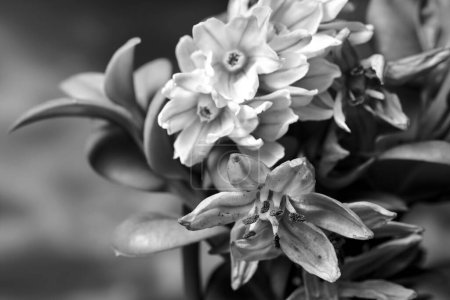 close-up of a Siberian squillflower blooming in spring, Poland,  monochrome